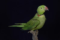 藏品(紅額綠鸚鵡)的圖片